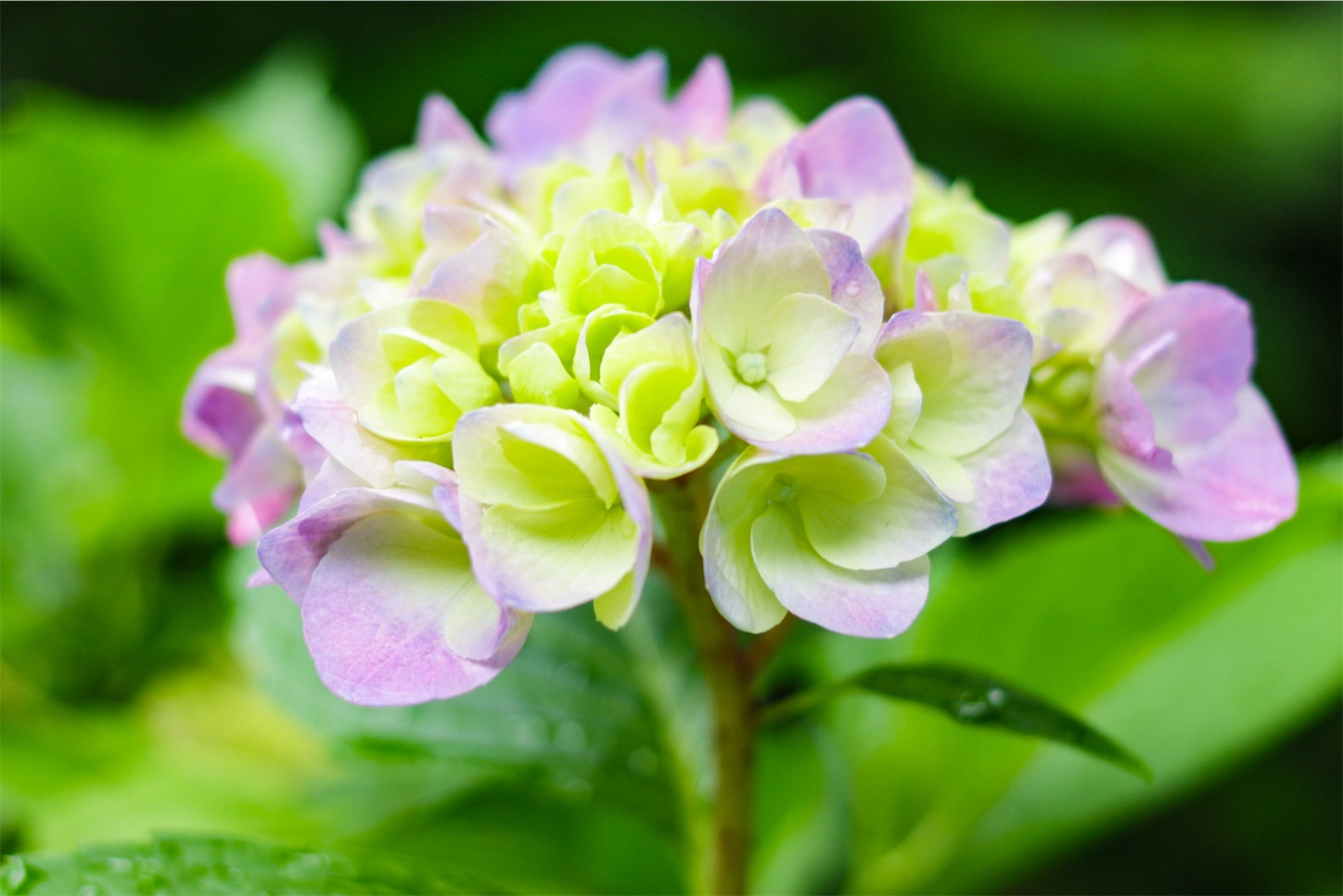f:id:kumasan01:20240605041708j:image