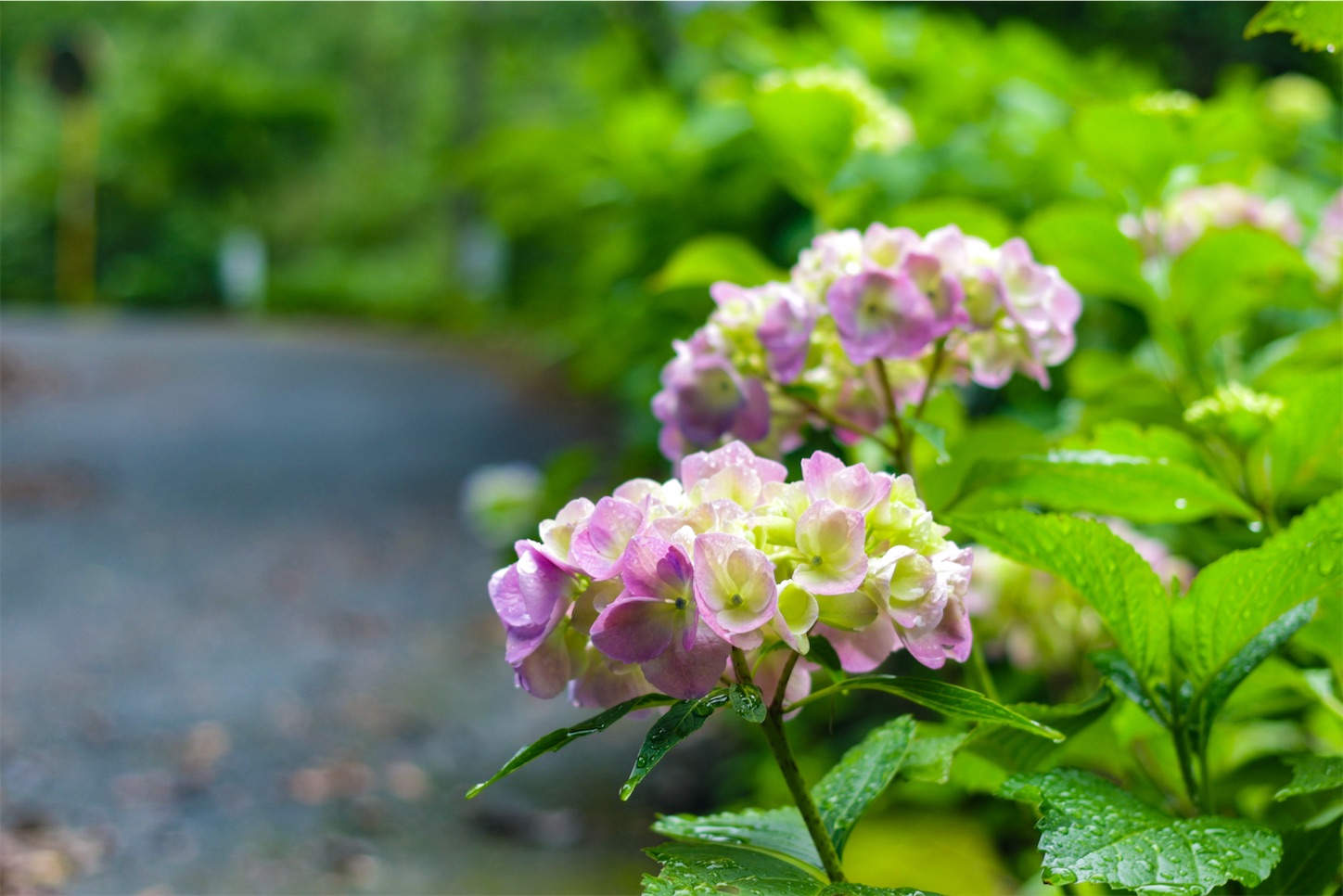 f:id:kumasan01:20240605041711j:image