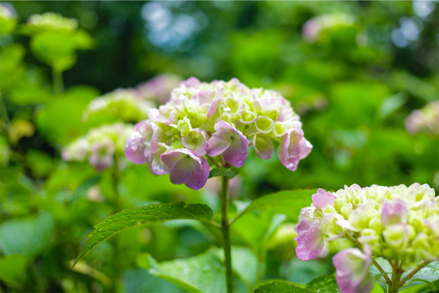 f:id:kumasan01:20240605041717j:image