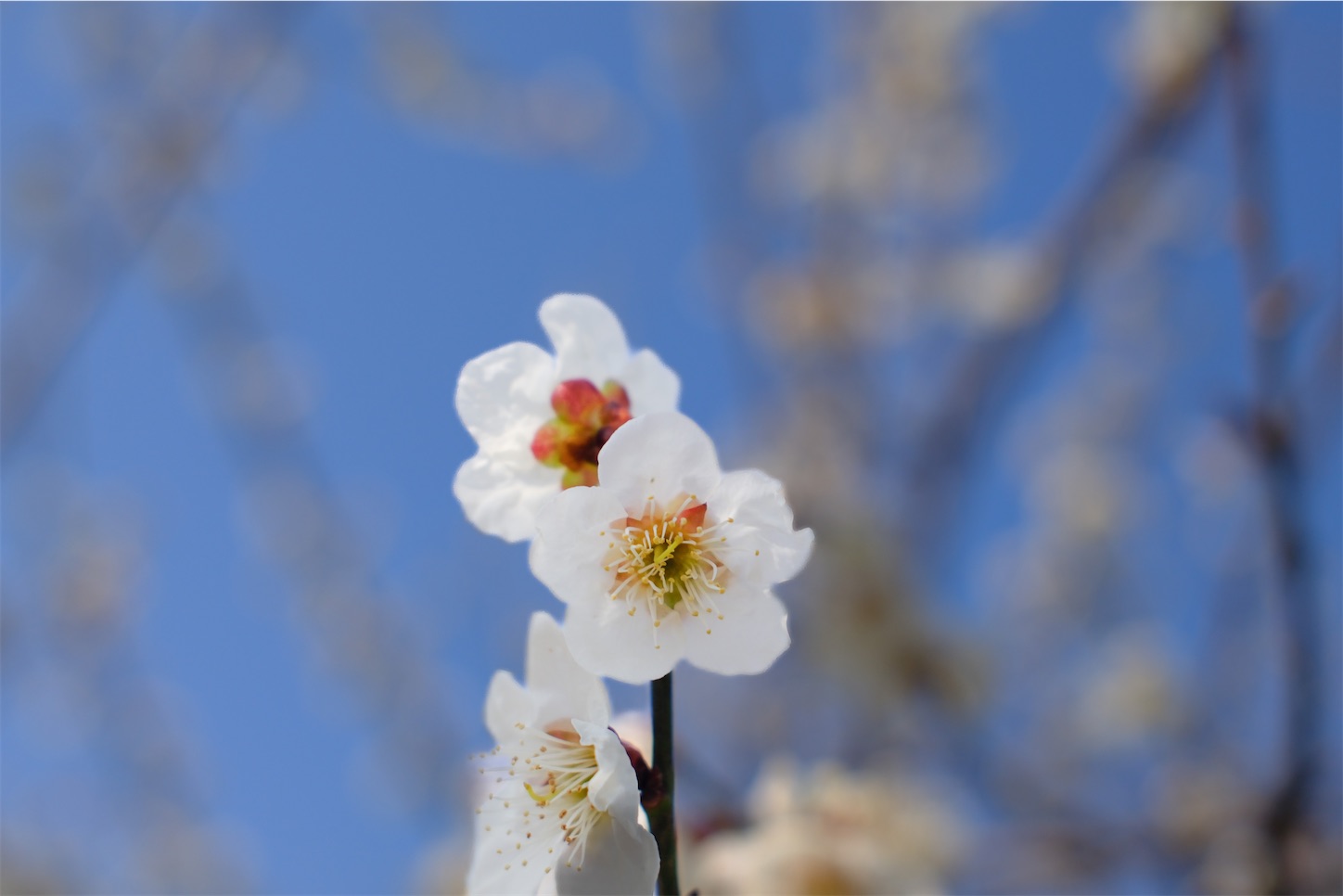 f:id:kumasan01:20250322185249j:image
