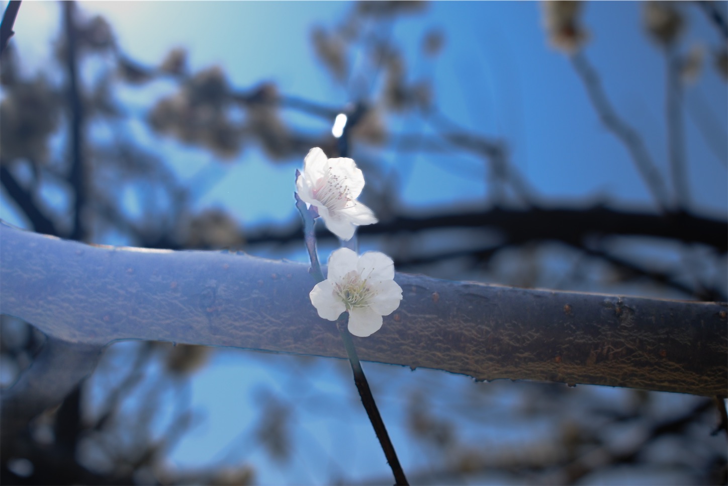 f:id:kumasan01:20250322185253j:image