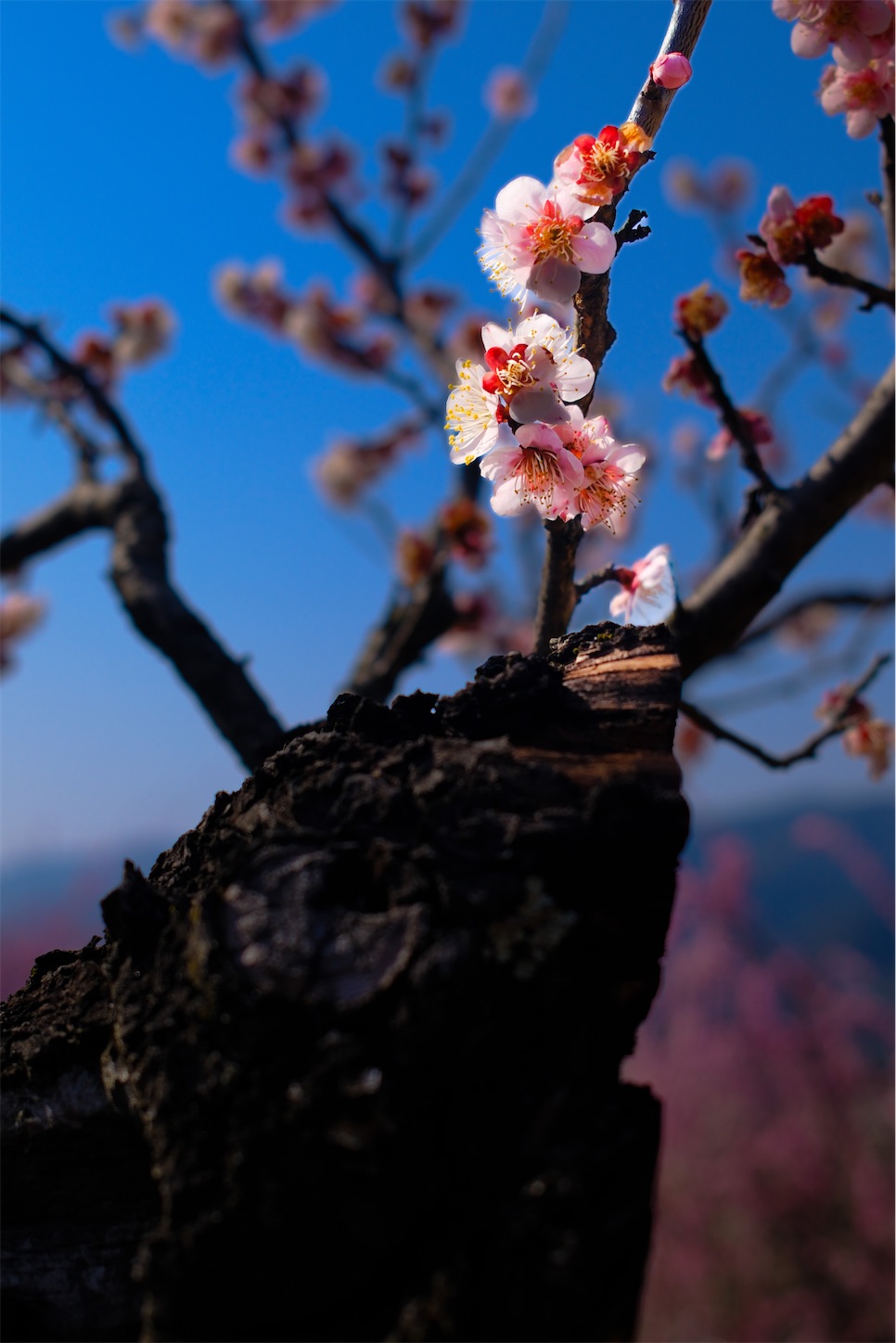 f:id:kumasan01:20250322185257j:image