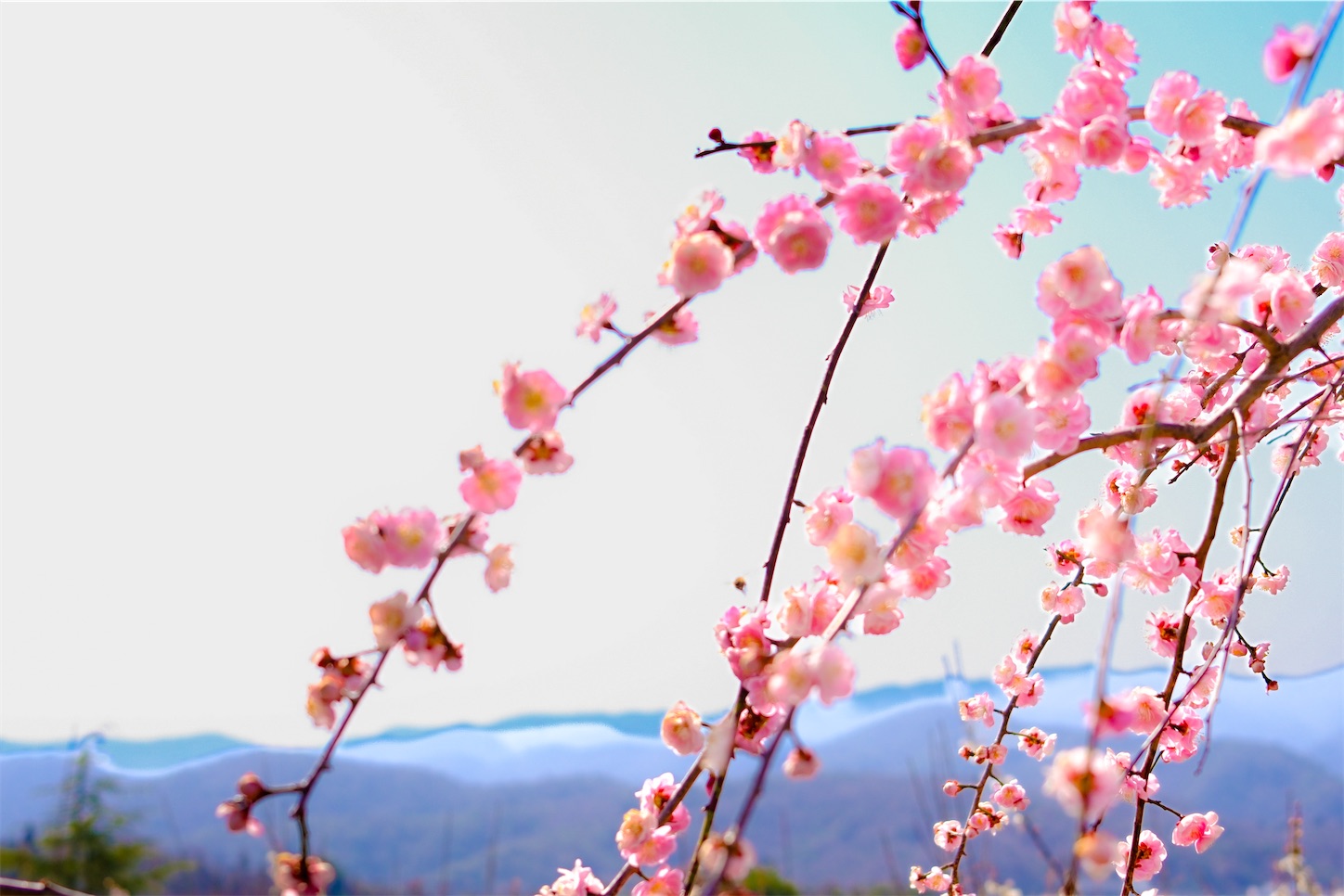 f:id:kumasan01:20250322185301j:image