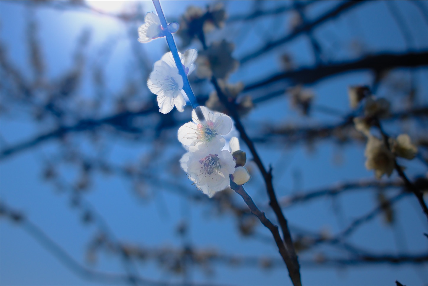f:id:kumasan01:20250322185305j:image