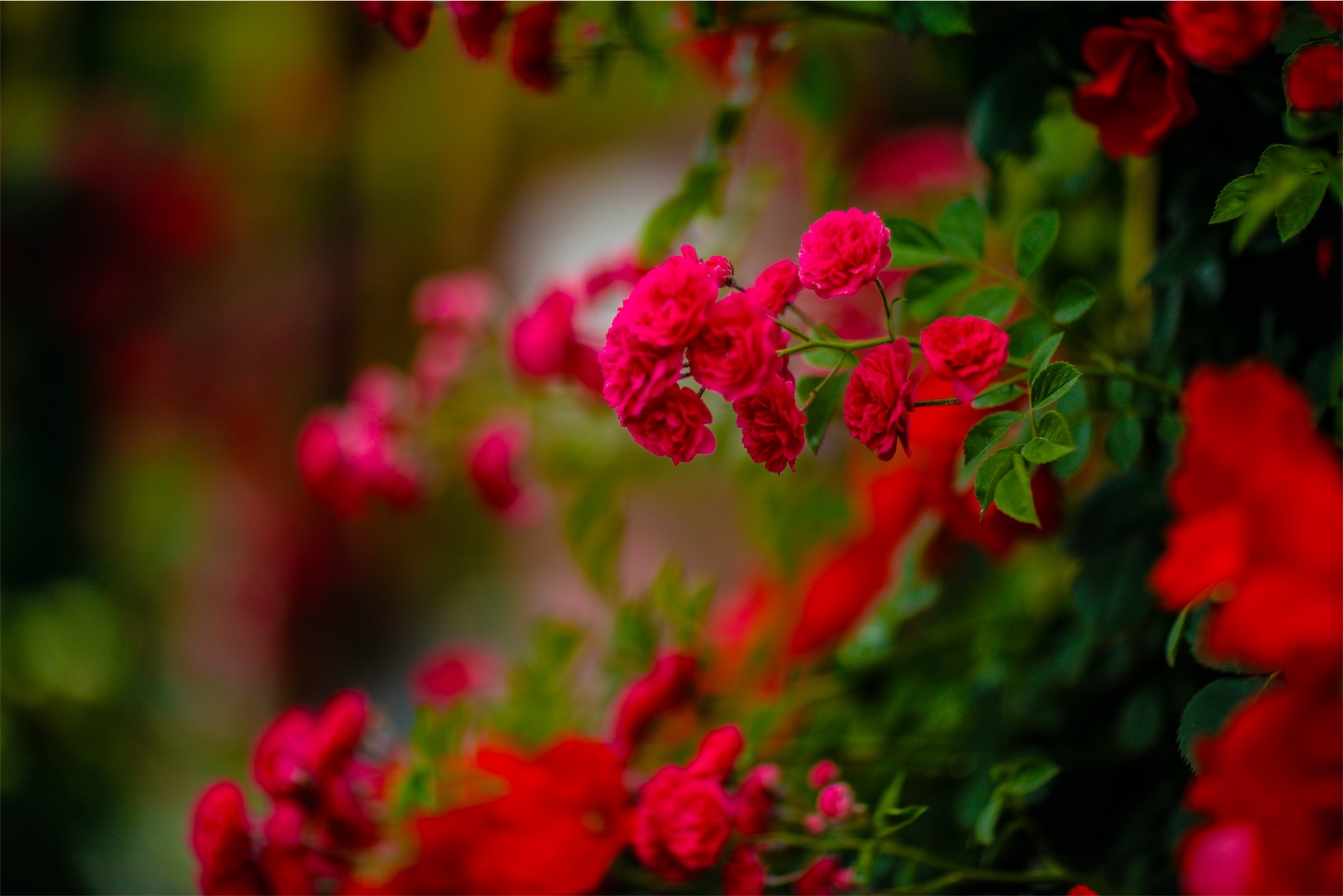 f:id:kumasan01:20250617203147j:image