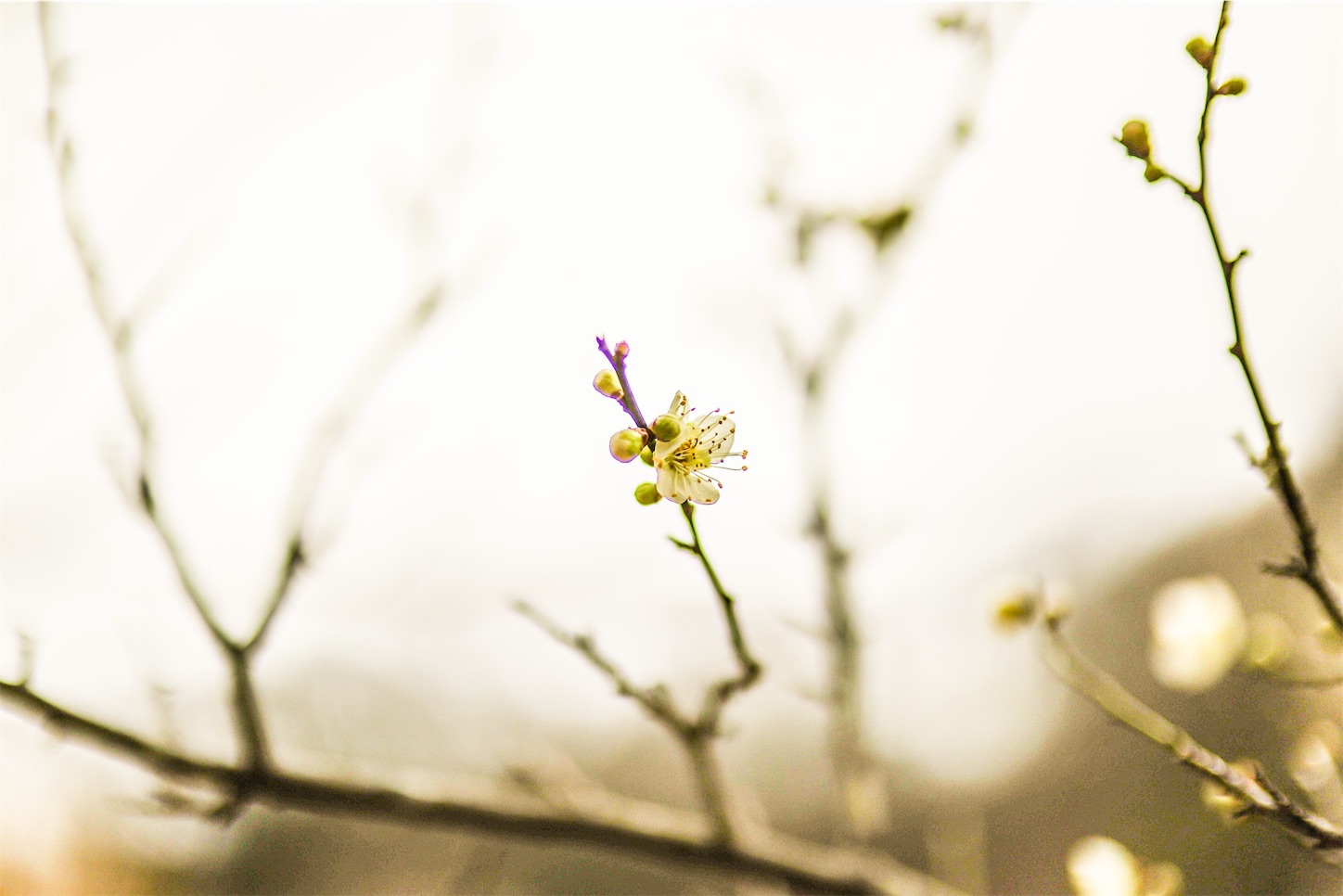 f:id:kumasan01:20260228150818j:image