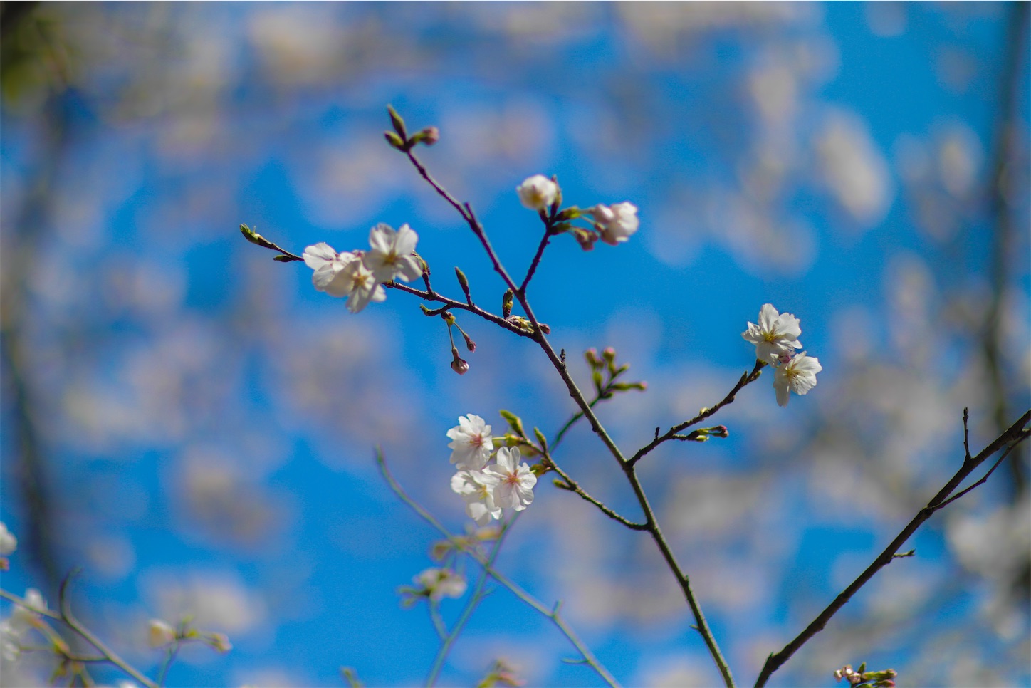 f:id:kumasan01:20260405100945j:image