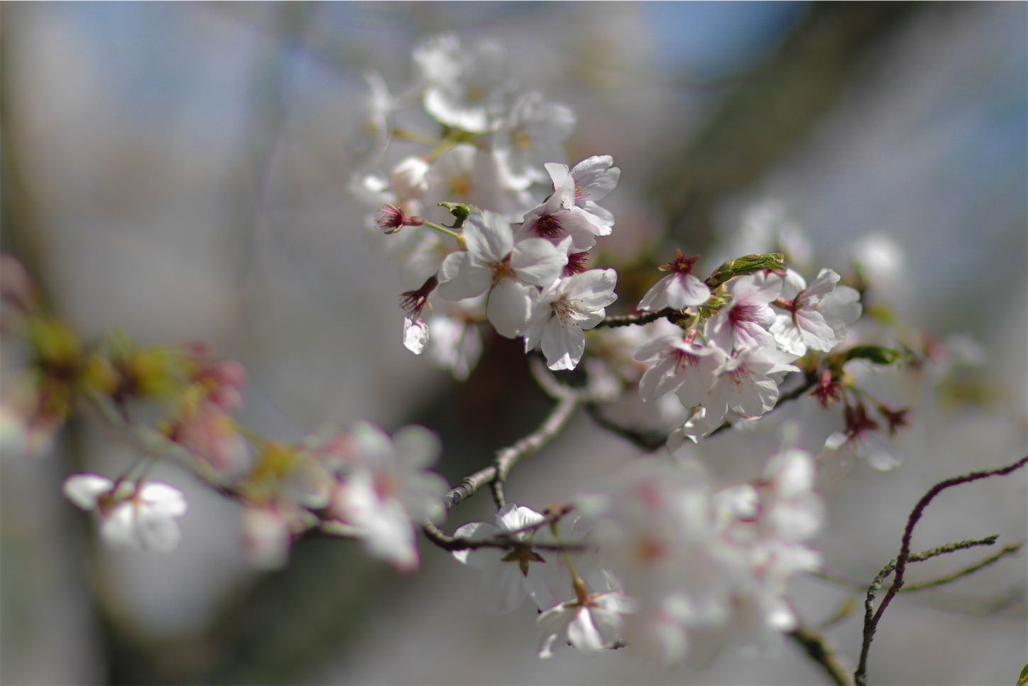 f:id:kumasan01:20260405100949j:image