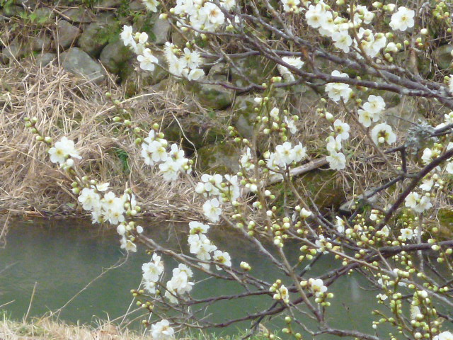 f:id:kumasan305:20130302143200j:image:w360:right f:id:kumasan305:20130302143200j:image:w360:right