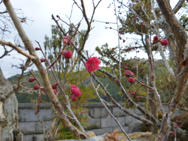 f:id:kumasan305:20130302154320j:image:w320:right f:id:kumasan305:20130302154320j:image:w320:right