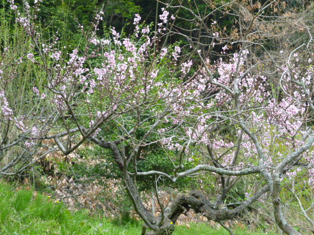 f:id:kumasan305:20130406090354j:image:w360:right f:id:kumasan305:20130406090354j:image:w360:right