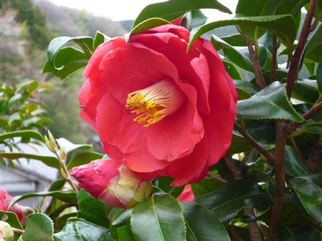 f:id:kumasan305:20130406090742j:image:w240:right f:id:kumasan305:20130406090742j:image:w240:right