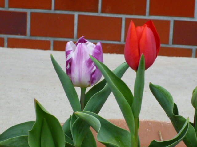 f:id:kumasan305:20130406090804j:image:w240:left f:id:kumasan305:20130406090804j:image:w240:left