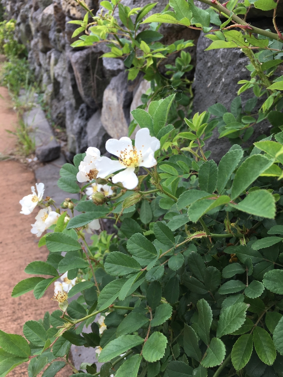 f:id:kumawaka:20210317171113j:plain