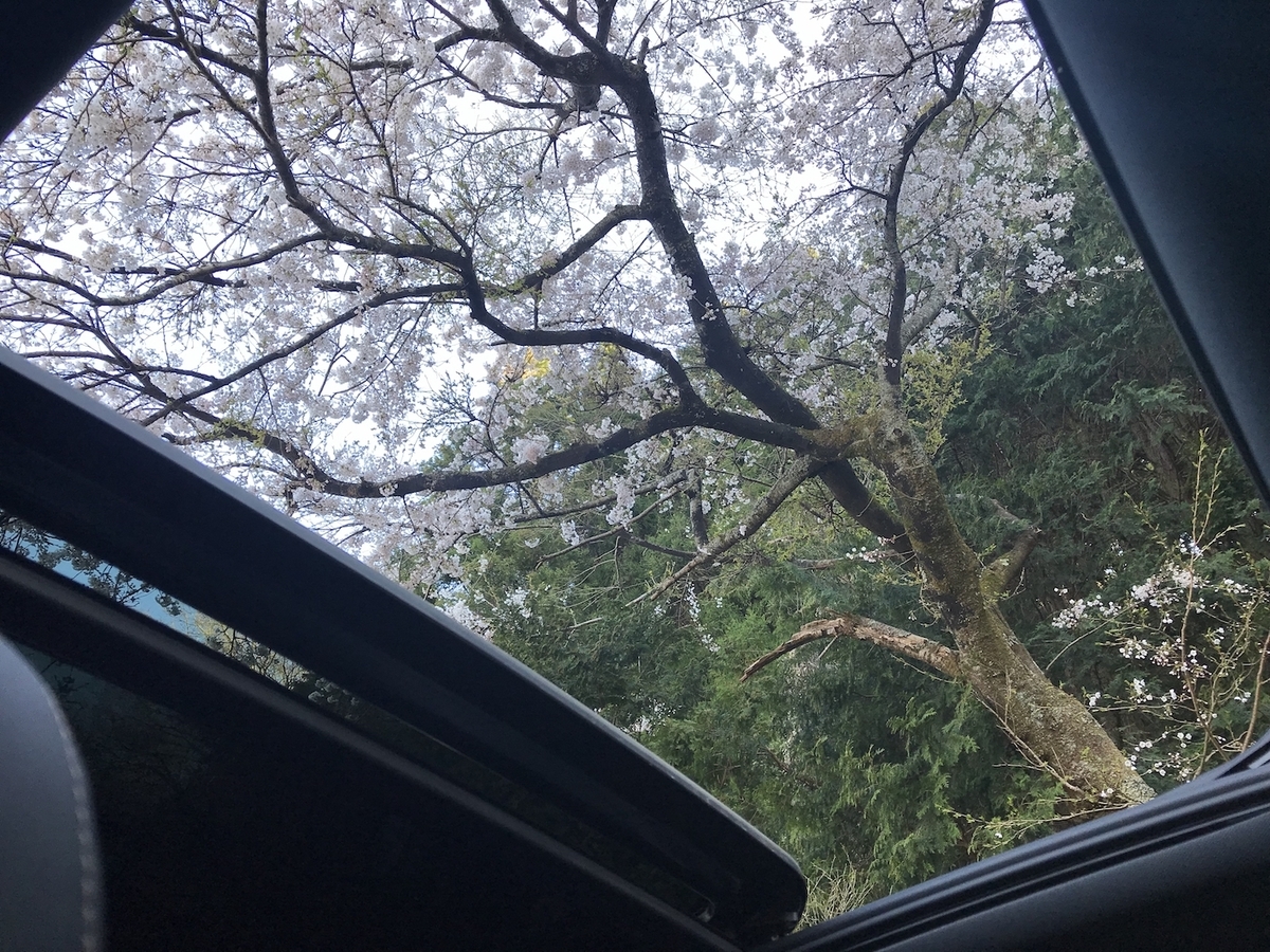 f:id:kumawo0017:20190413155613j:plain