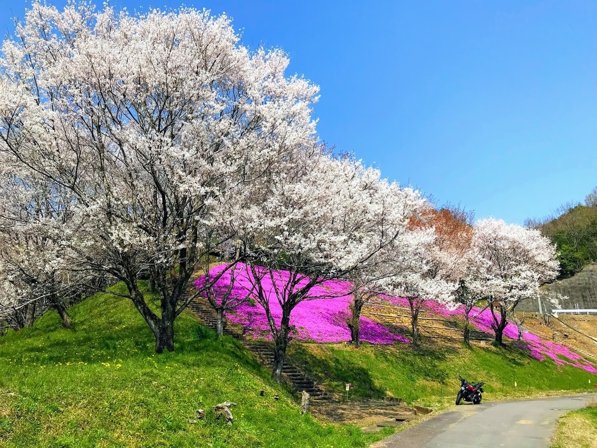 芝桜？岩桜？