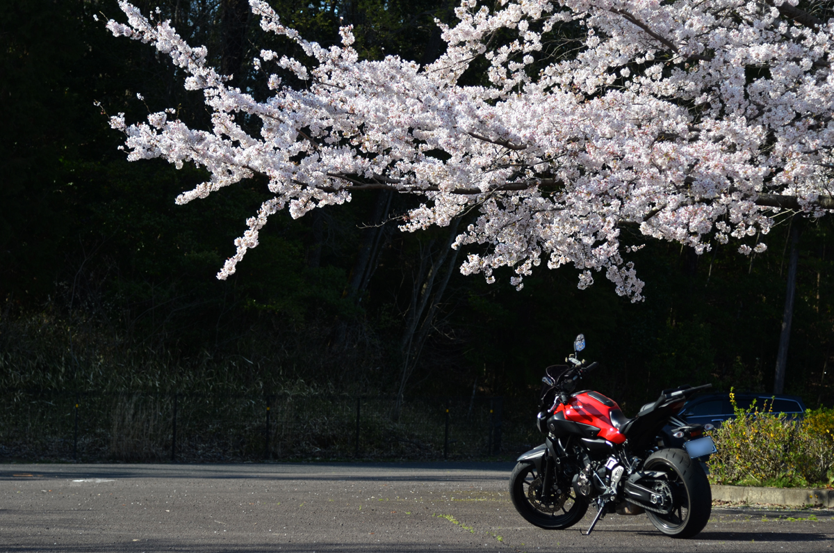 桜とMT-07