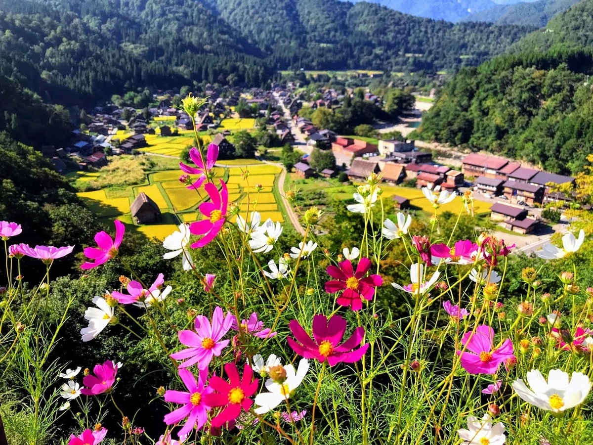 白川郷展望台　コスモスと集落