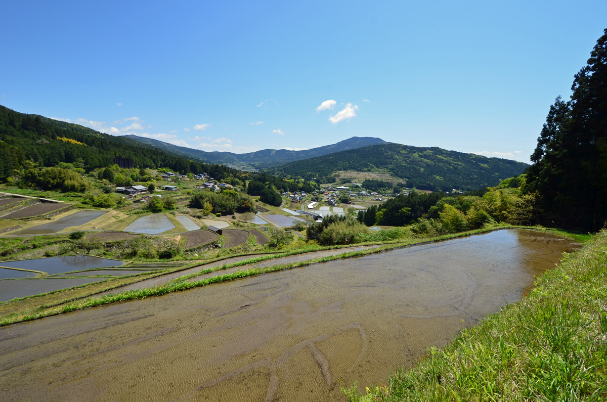 坂折棚田