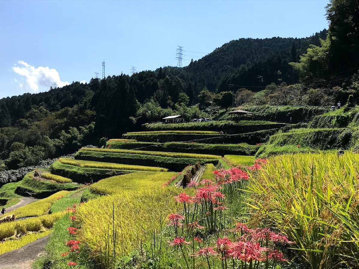 坂折棚田