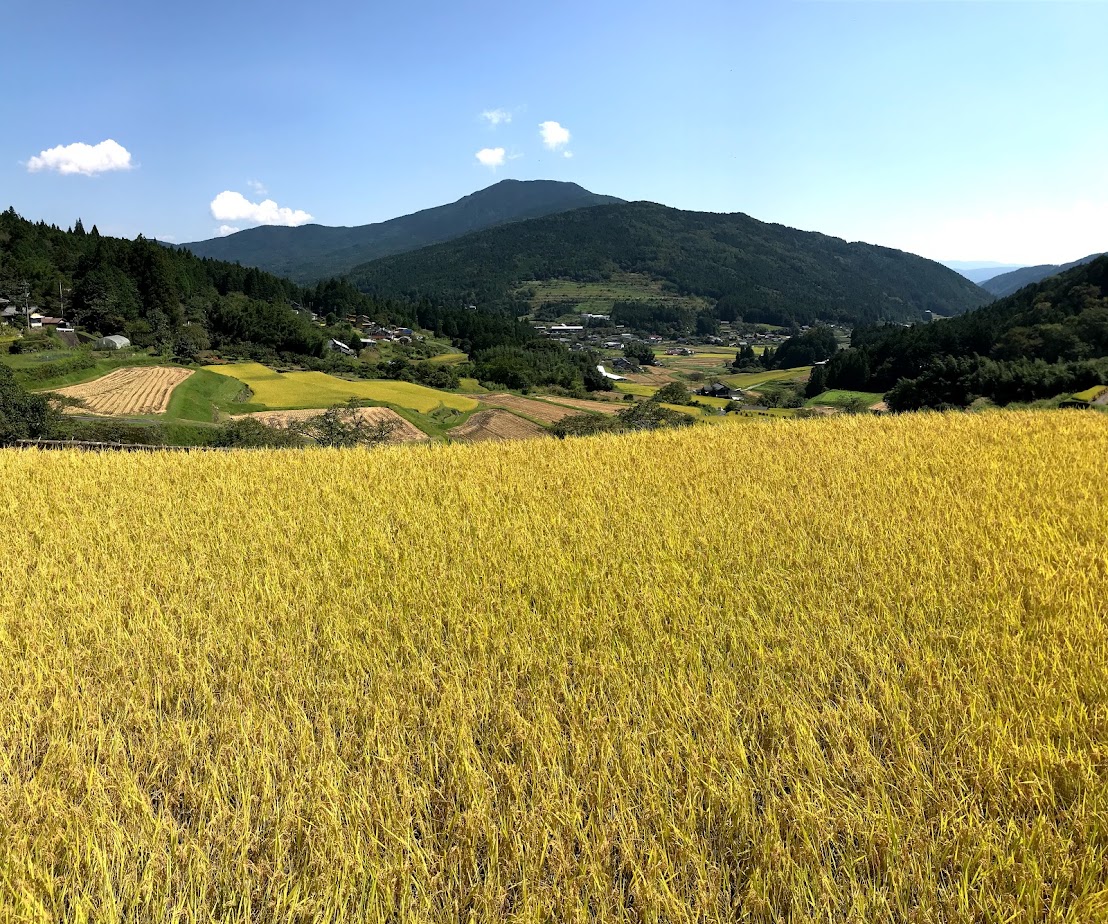 坂折棚田