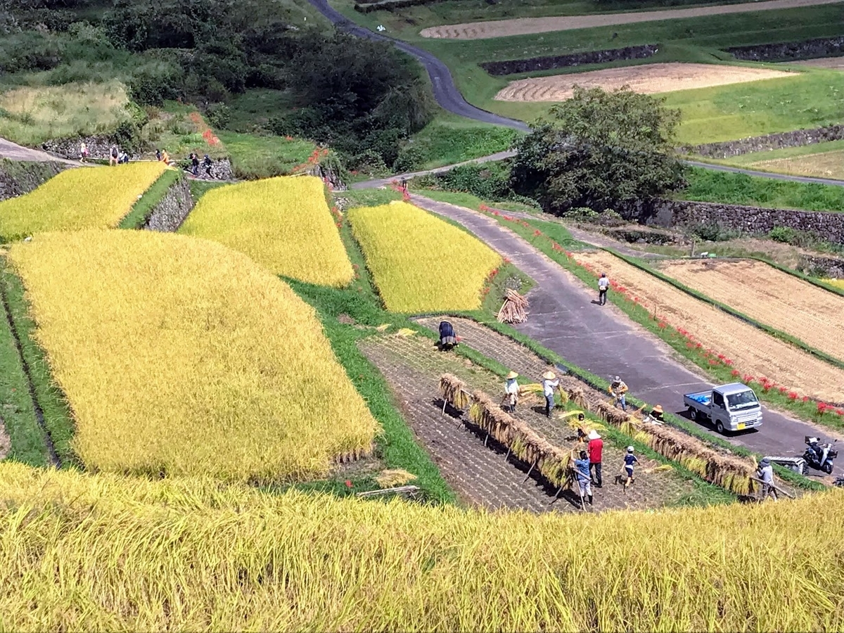 坂折棚田