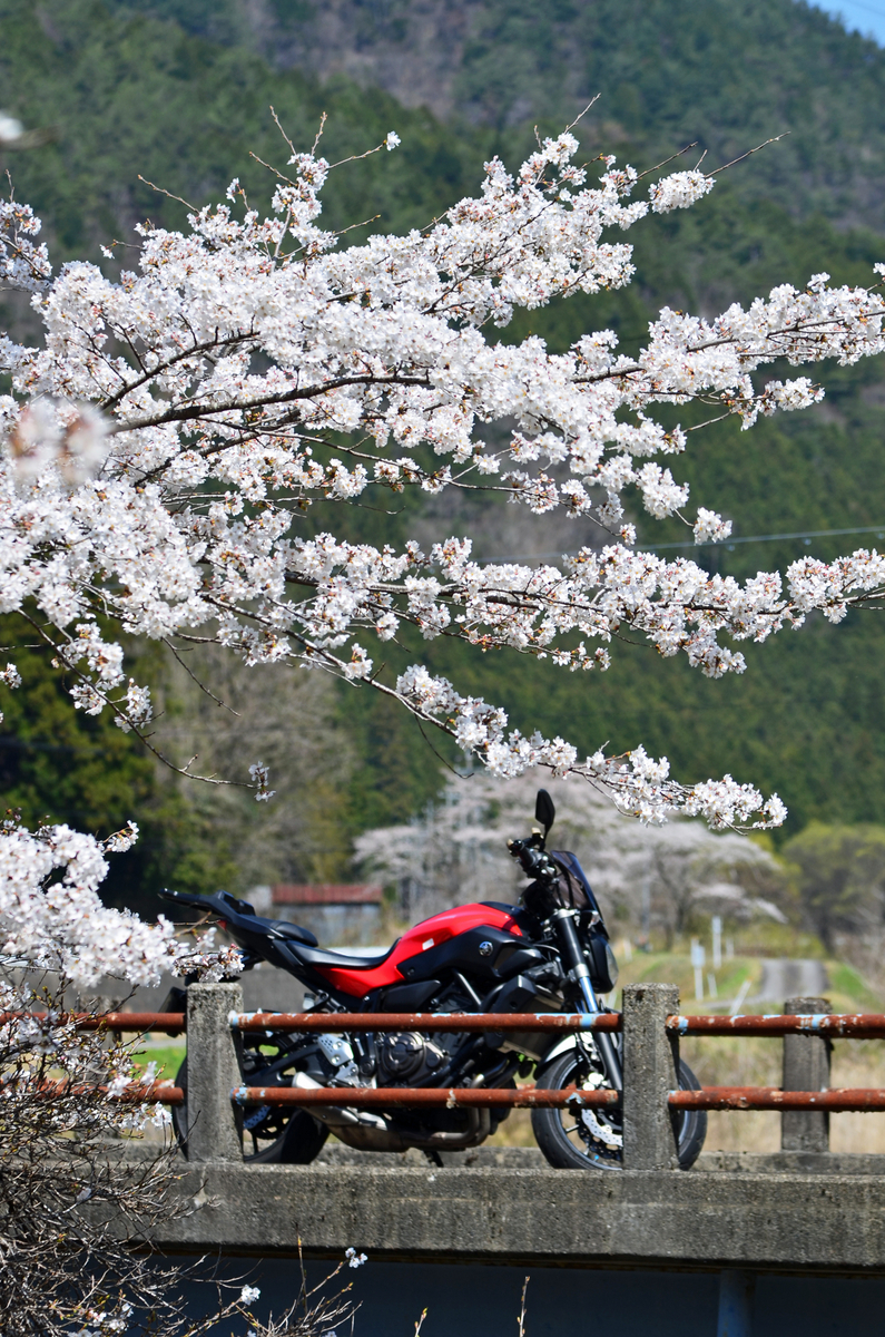 MT-07と桜