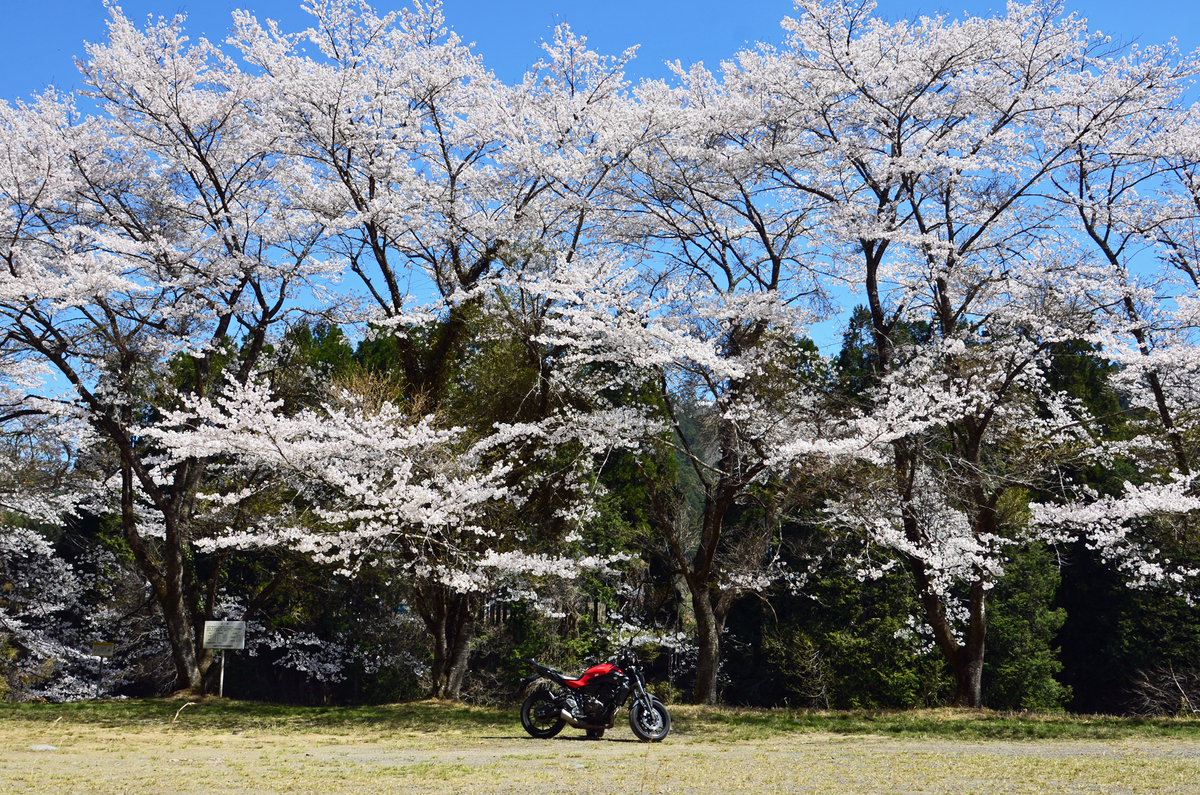 MT-07と桜