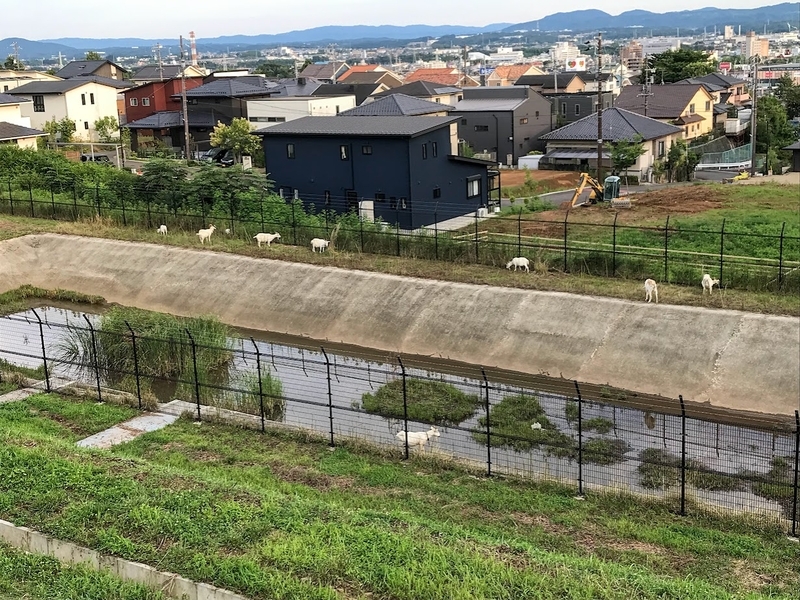 中部国際医療センターでヤギによる除草