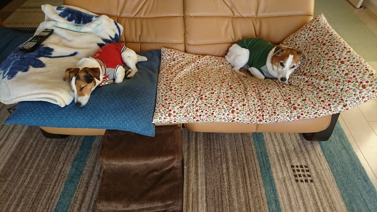 犬サロンにいったの 疲れたの いけいけみらいさん 犬サロンにいったの 疲れたの いけいけみらいさん