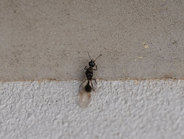 羽アリがでた ママにも出来る害虫駆除