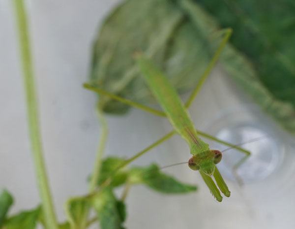 初カマキリ ママにも出来る害虫駆除 初カマキリ ママにも出来る害虫駆除