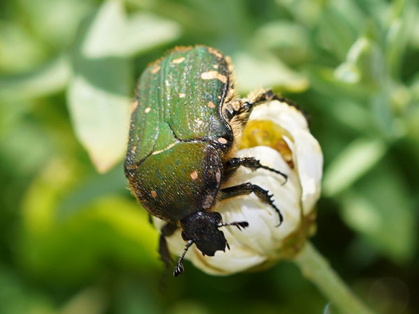 カナブンの季節 ママにも出来る害虫駆除