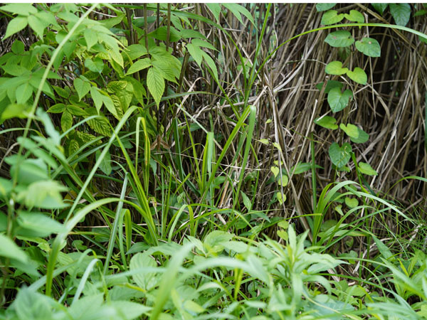スズメガ ママにも出来る害虫駆除