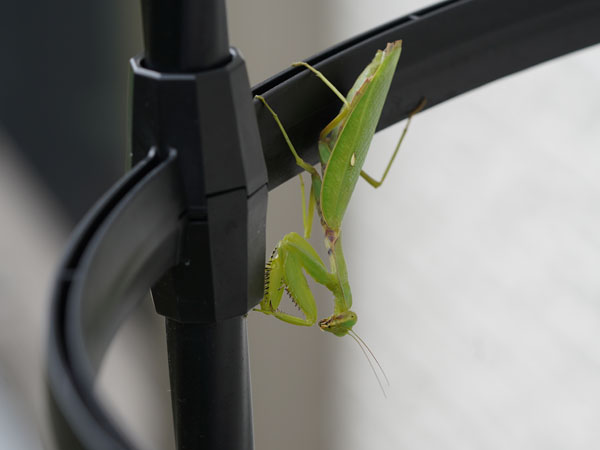 カマキリ ママにも出来る害虫駆除