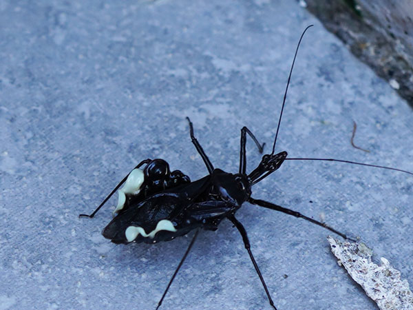 珍しいカメムシ ママにも出来る害虫駆除 珍しいカメムシ ママにも出来る害虫駆除