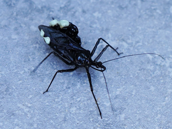 珍しいカメムシ ママにも出来る害虫駆除 珍しいカメムシ ママにも出来る害虫駆除