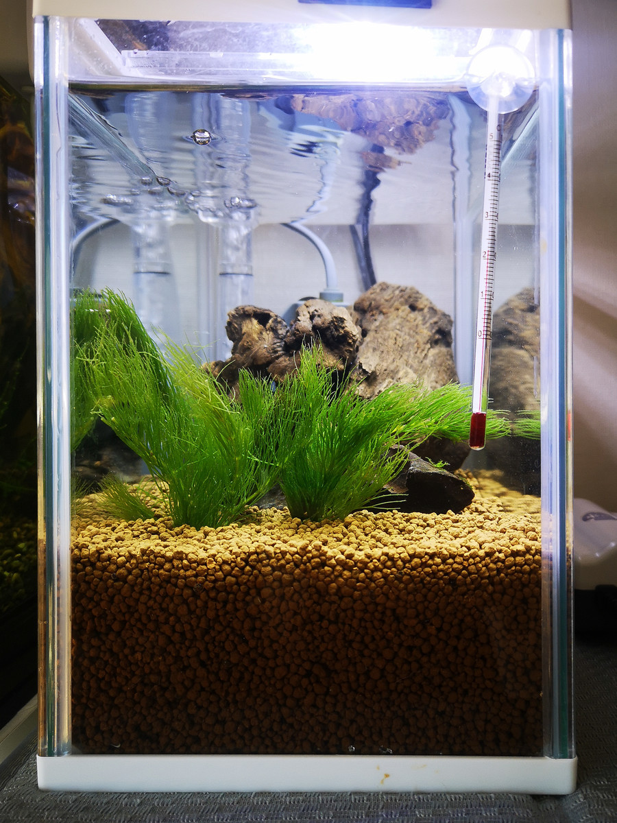 パイロットフィッシュとは 人気 最新記事を集めました はてな