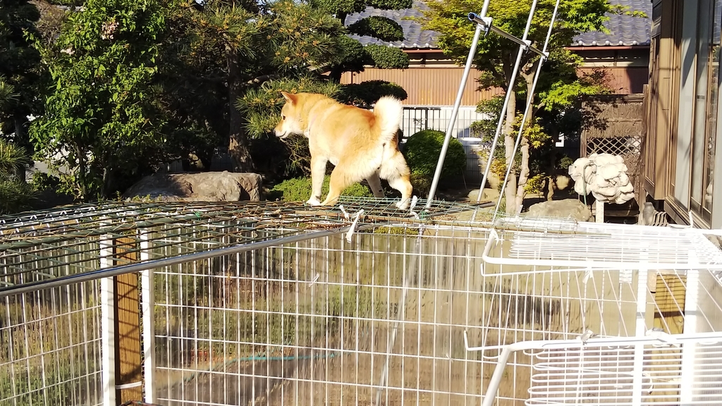 f:id:kumochin:20190217223331j:plain