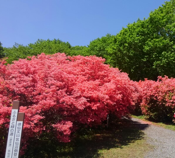 f:id:kumono-gotoku:20180525185424j:plain f:id:kumono-gotoku:20180525185424j:plain