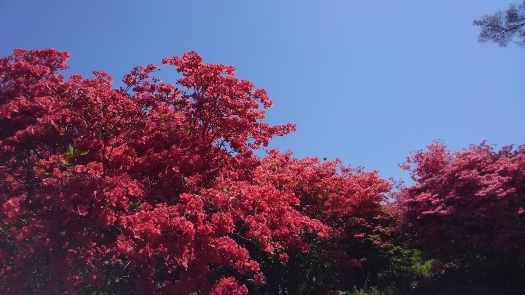 f:id:kumono-gotoku:20180525185632j:plain f:id:kumono-gotoku:20180525185632j:plain