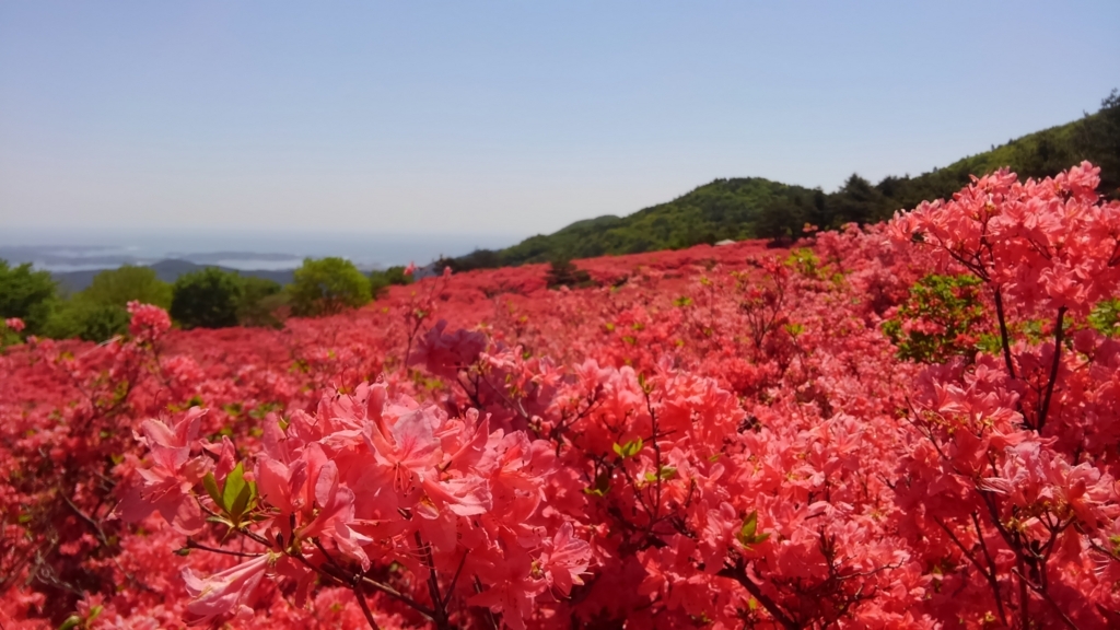 f:id:kumono-gotoku:20180525190007j:plain f:id:kumono-gotoku:20180525190007j:plain