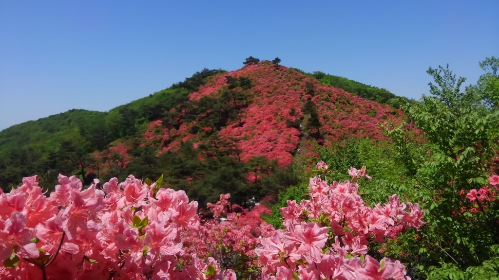 f:id:kumono-gotoku:20180525191142j:plain f:id:kumono-gotoku:20180525191142j:plain