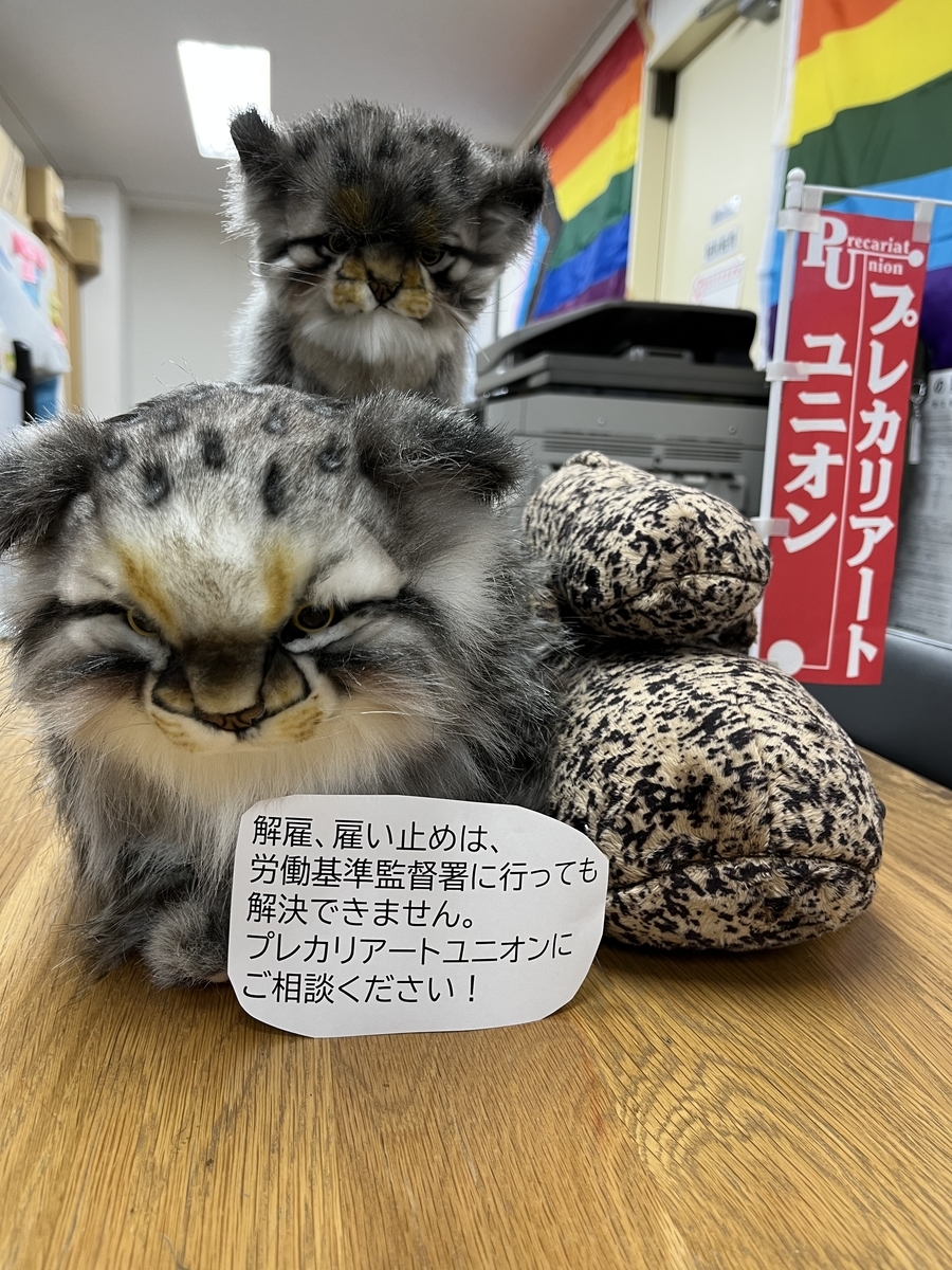 マヌルネコとは 動植物の人気 最新記事を集めました はてな