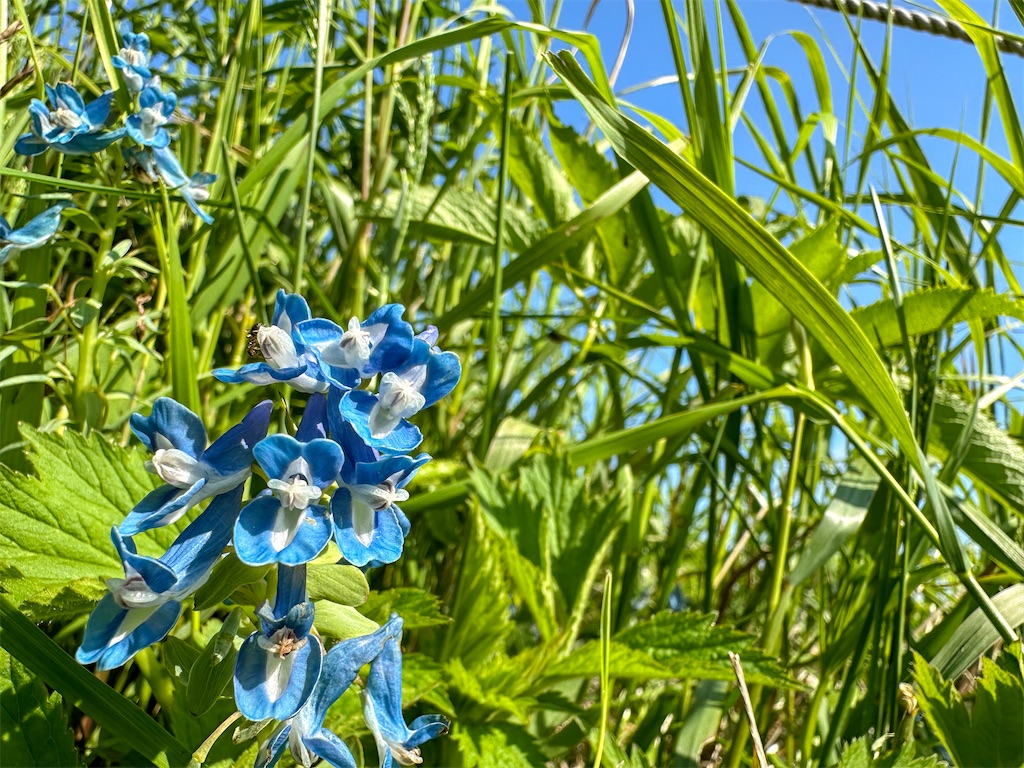 f:id:kumori-tokidoki-cat:20240809183753j:image f:id:kumori-tokidoki-cat:20240809183753j:image