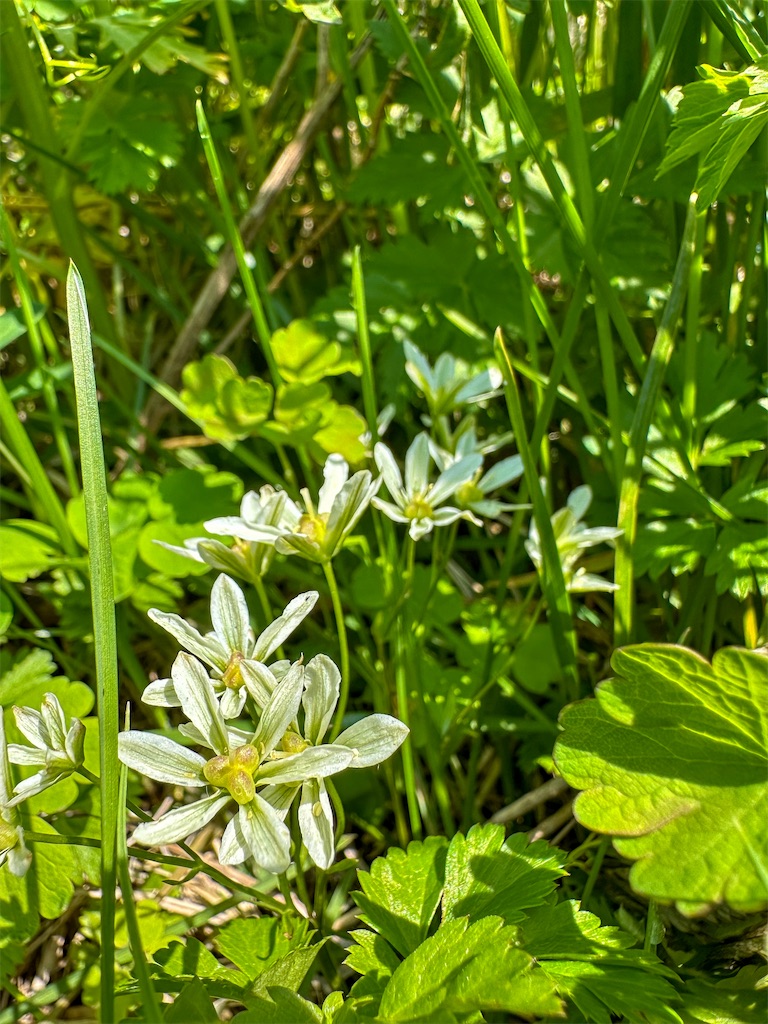 f:id:kumori-tokidoki-cat:20240809183807j:image f:id:kumori-tokidoki-cat:20240809183807j:image