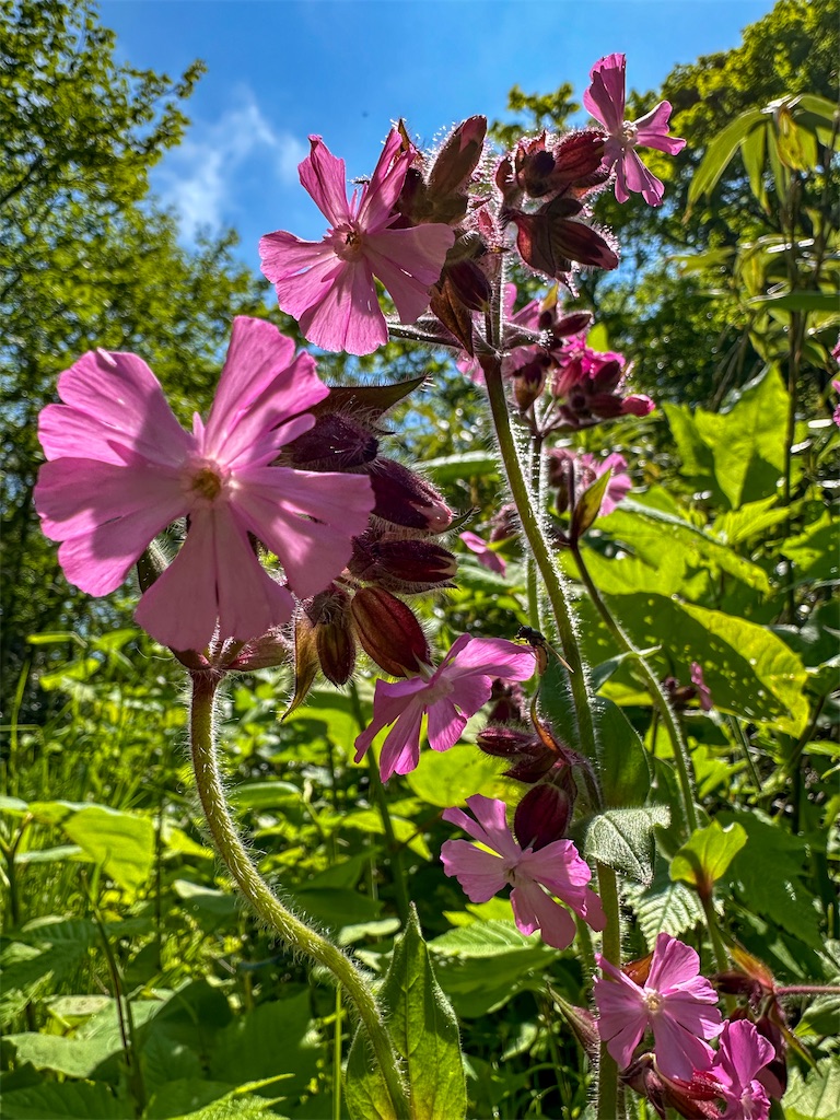 f:id:kumori-tokidoki-cat:20240830204655j:image f:id:kumori-tokidoki-cat:20240830204655j:image