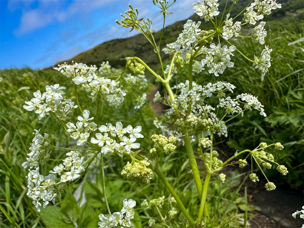 f:id:kumori-tokidoki-cat:20240830204732j:image f:id:kumori-tokidoki-cat:20240830204732j:image