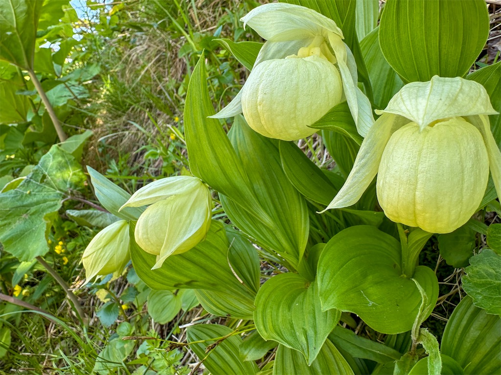 f:id:kumori-tokidoki-cat:20240830212310j:image f:id:kumori-tokidoki-cat:20240830212310j:image