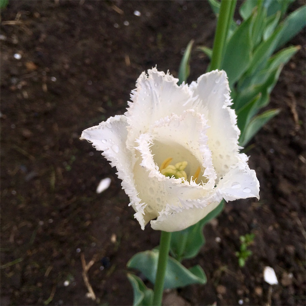 f:id:kumoribiniaruku:20180526022423j:plain f:id:kumoribiniaruku:20180526022423j:plain